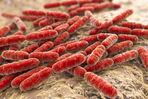 Lattobacilli intestinali che formano il microbiota.