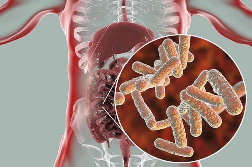 Funzioni del microbiota nell'apparato digerente.