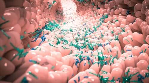Microbiota umano: cos’è e come influisce sulla salute