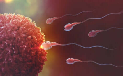 Spermatozoi che raggiungono l'ovulo.