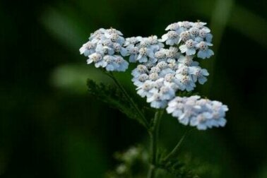 Infuso di achillea: benefici per la salute
