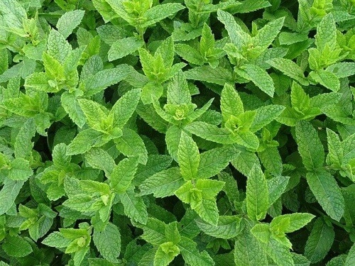 Piante di menta.