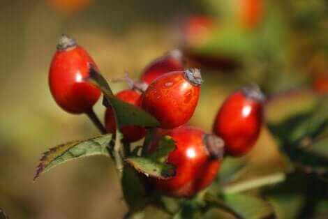 Pseudofrutti di rosa canina.