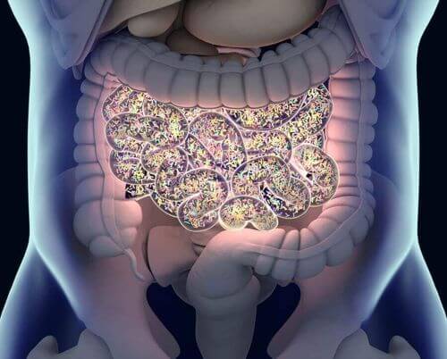 Le funzioni del microbiota intestinale.