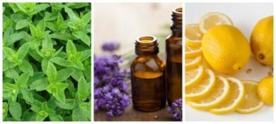 Rimedi naturali contro le formiche