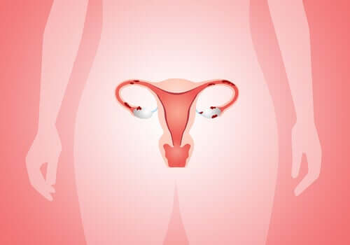 Utero e ovaie nell'apparato riproduttivo femminile.