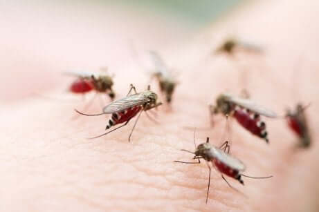 Zanzare della malaria sulla pelle.