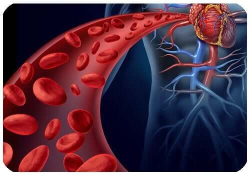 L'aorta è l'arteria più grande del corpo umano.