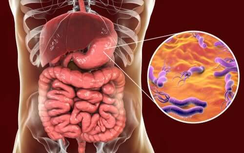 Batteri nell'intestino ed Helicobacter pylori.