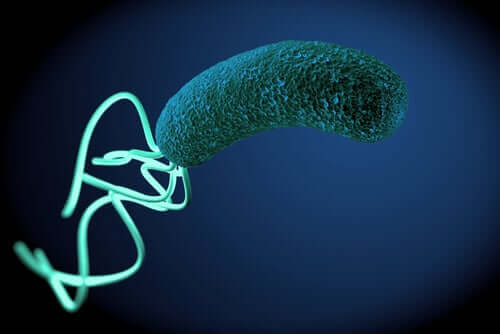 Dettaglio dell'Helicobacter pylori.