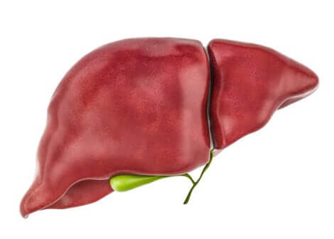 Il fegato elimina le tossine.