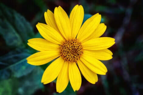 Fiore di arnica giallo.