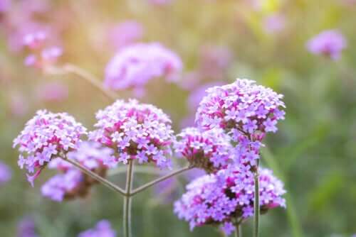La verbena: cos'è e a che cosa serve?