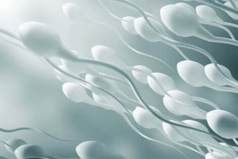 Le carenze di micronutrienti sono associate a una minore mobilità degli spermatozoi.