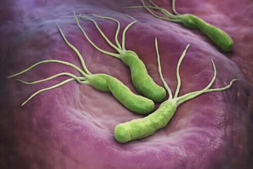 Helicobacter pylori e tumore allo stomaco: sono correlati?