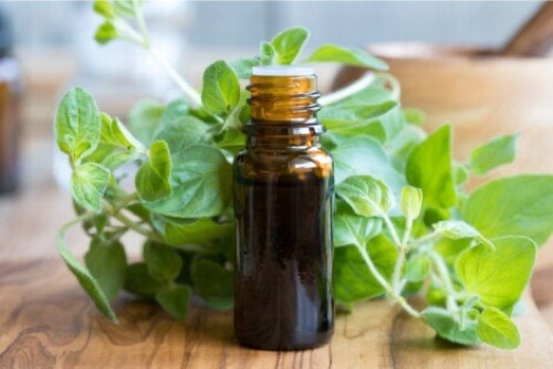 Olio essenziale di origano.