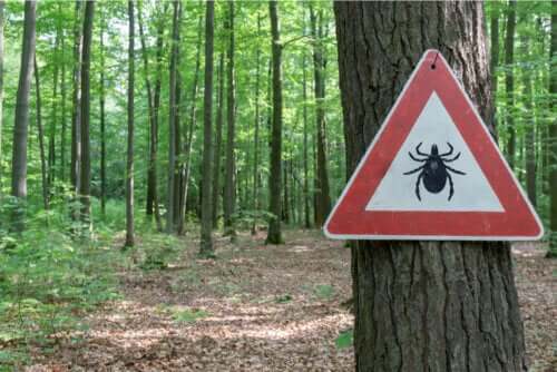 Pericolo per la malattia di Lyme.