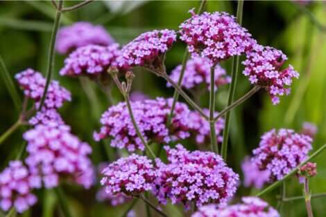 Fiori di verbena.