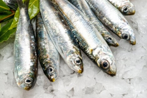 Sardine fresche e benefici.