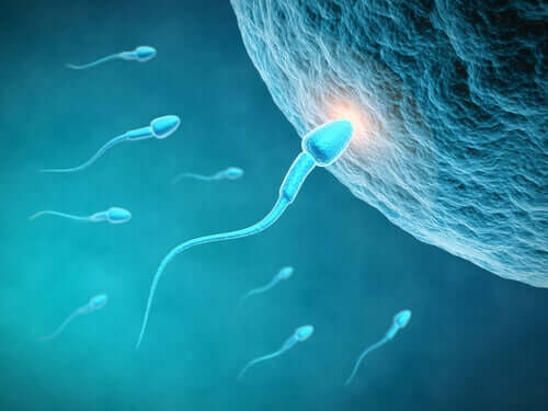 Qualità dello sperma e alimentazione