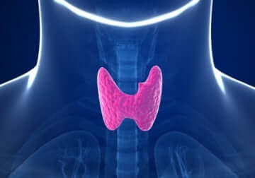Le  malattie della tiroide colpiscono circa il 10% della popolazione.