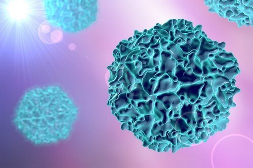 Poliovirus che causa lo poliomielite.