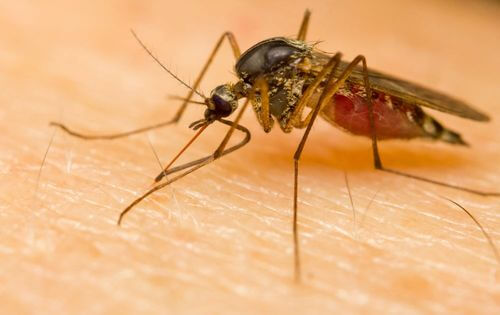 Zanzara che punge un essere umano.