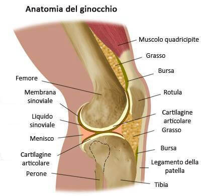 Anatomia del ginocchio.