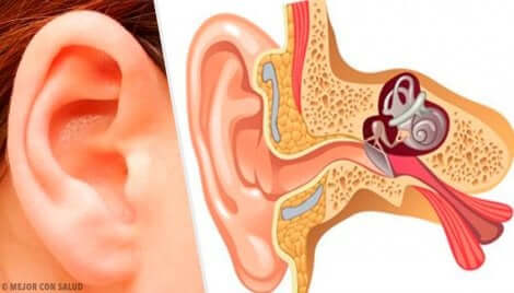 Anatomia dell'orecchio umano.