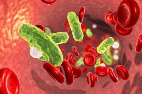 Presenza di microrganismi nel sangue.