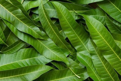 Foglie di mango e benefici per la salute.
