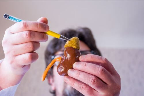 Modellino delle ghiandole surrenali.