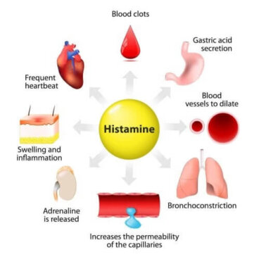 Istamina: sintesi, rilascio e funzioni
