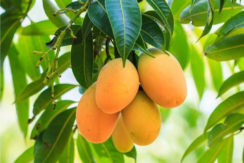 Pianta con frutti e foglie di mango.