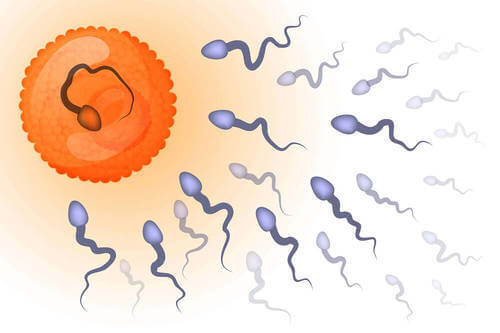 Spermatozoi e fecondazione.