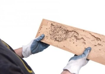Tarli del legno: come individuarli e trattarli