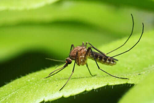 Malattie trasmesse dalle zanzare: ecco le principali