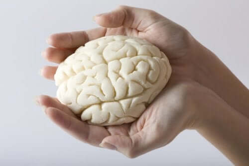 Miniatura di un cervello umano.