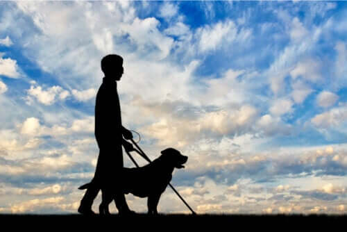 Disabilità visiva e cane guida.