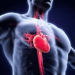 Astenia e sistema cardiovascolare.