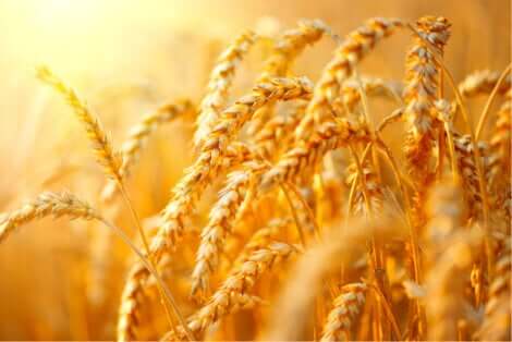 Spighe di grano.