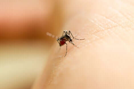 Zanzara punge la pelle