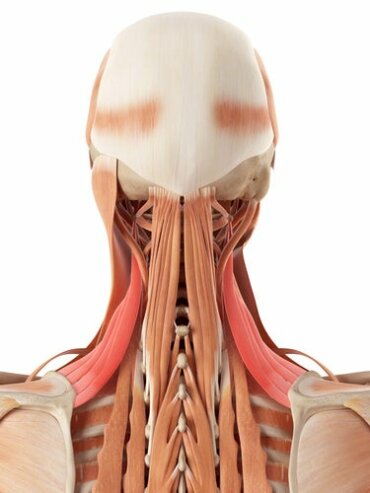 Il collo umano: ossa e cartilagini che lo compongono