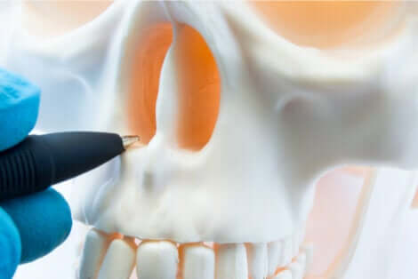 Anatomia del cranio.