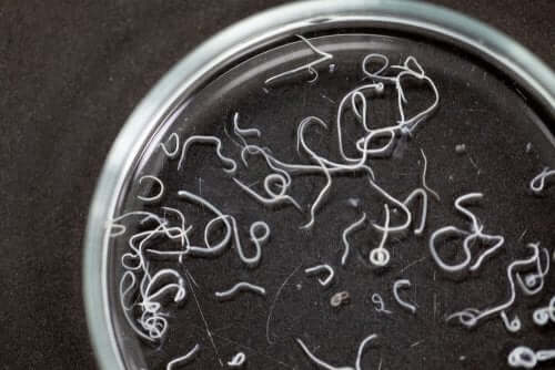 Ascaridiasi Sintomi E Possibili Trattamenti Vivere Piu Sani