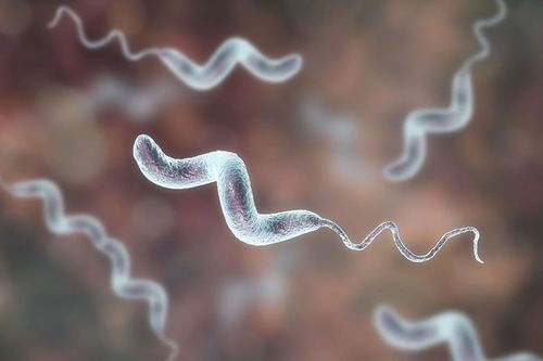 Infezioni da batterio Campylobacter.