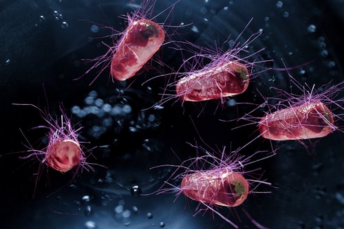 Batterio escherichia coli.