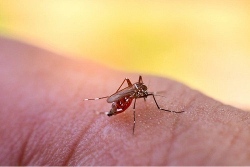 Zanzare da febbre dengue.
