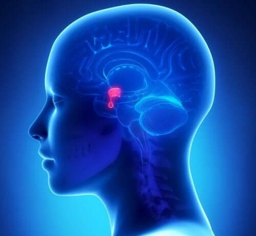 Ghiandola pituitaria.