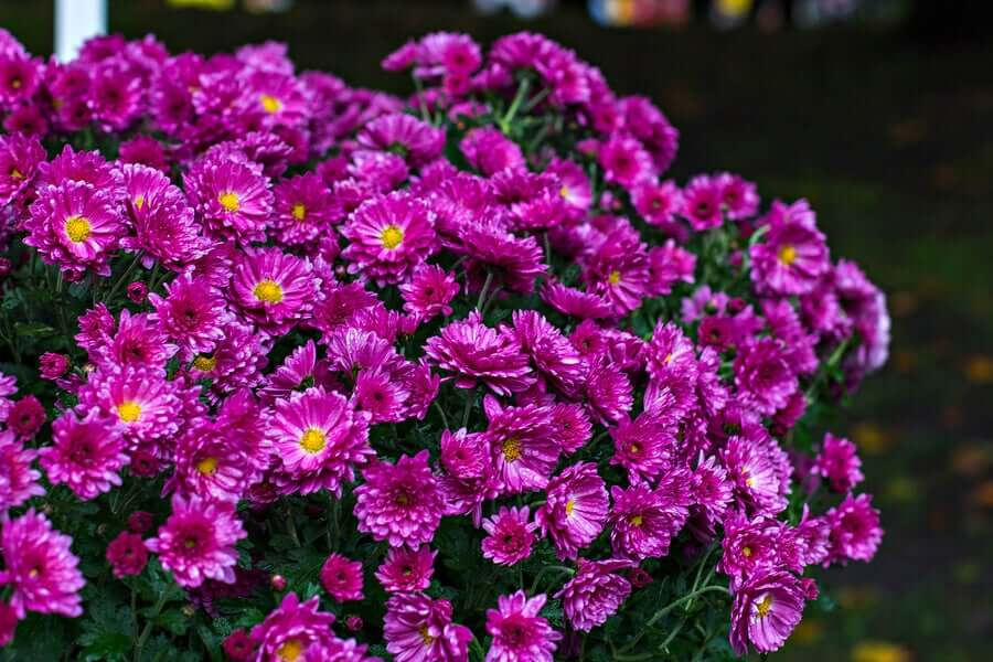 Margherita chrysnthemum frutescens tra le specie di margherite.